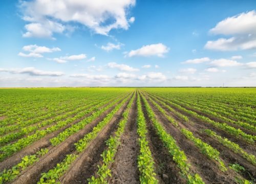 Affiancamento in agricoltura agevolato per i giovani